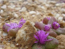 Diplosoma retroversum befriending pebbles